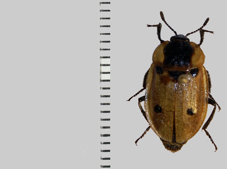 Dendroxena quadrimaculata (Scopoli, 1771).jpg