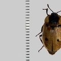 Dendroxena quadrimaculata (Scopoli, 1771)