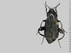 Necrodes littoralis (Linnaeus, 1758)