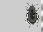 Tenebrionidae (Ténébrions)