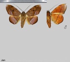 Argidia hypoxantha Hampson, 1926