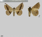 Epidromia poaphiloides