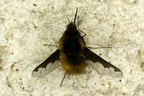 Diptères (Mouches, moustiques, bombyles) - Flies, mosquitoes