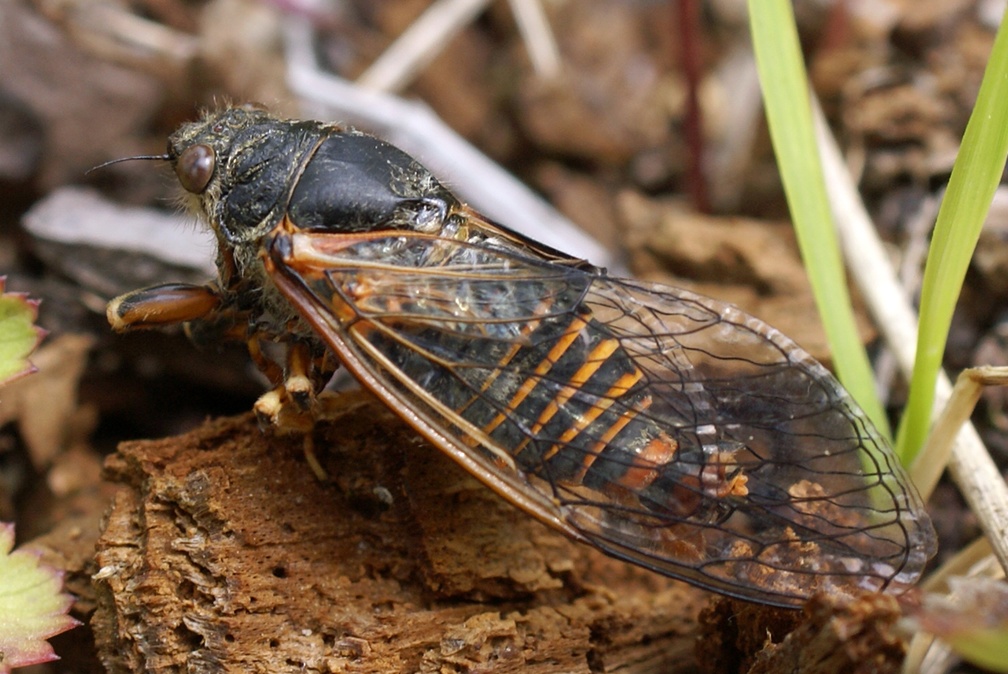 Cicadetta montana (Scopoli, 1772)