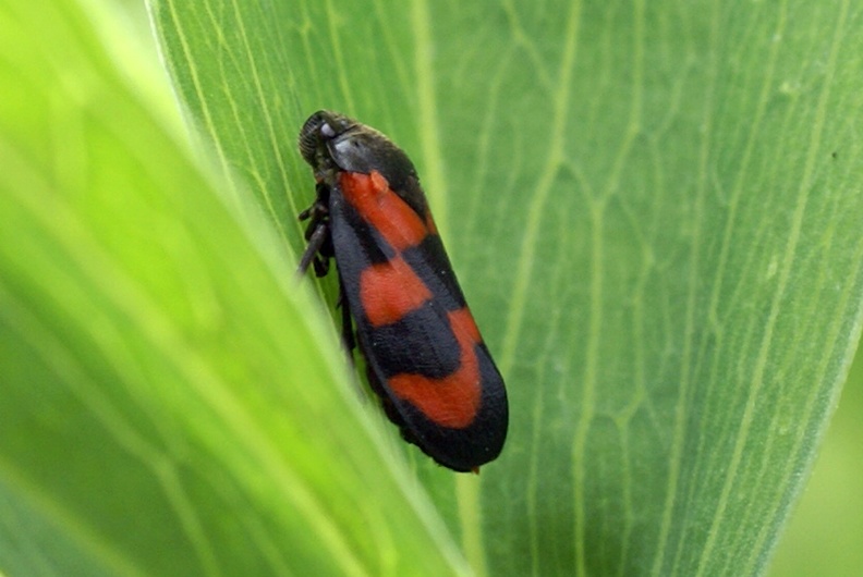 Cercopis vulnerata Rossi, 1807