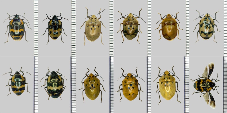 Augocoris gomesii Burmeister, 1835.jpg