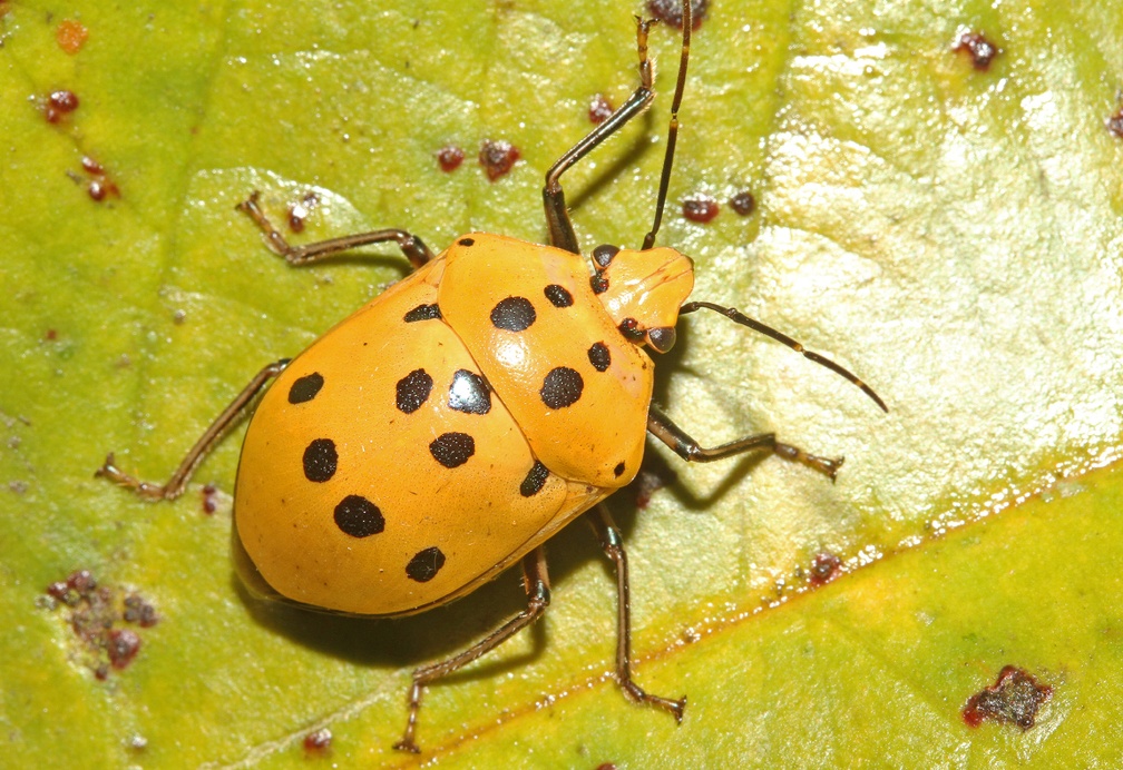 Augocoris gomesii Burmeister, 1835