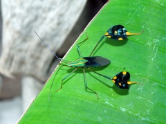 Diactor bilineatus (Fabricius, 1803)