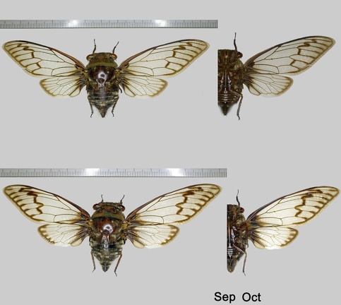 Fidicinoides pseudethelae Boulard & Martinelli, 1996