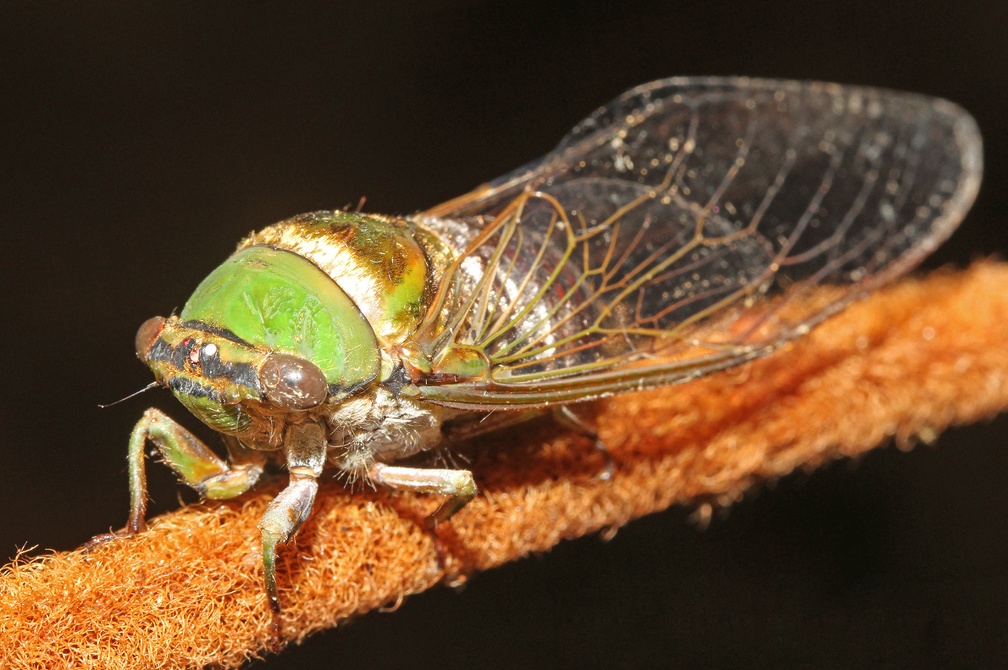 Guyalna bicolor (Olivier, 1790)-8695IN1