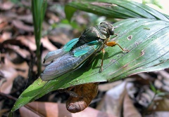 Orialella aerizulae Boulard, 1986