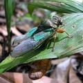 Orialella aerizulae Boulard, 1986