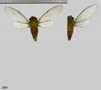 Taphura nitida (Degeer, 1773)-Must be confirmed by genitalia