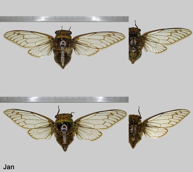 Fidicina mannifera (Fabricius, 1803)