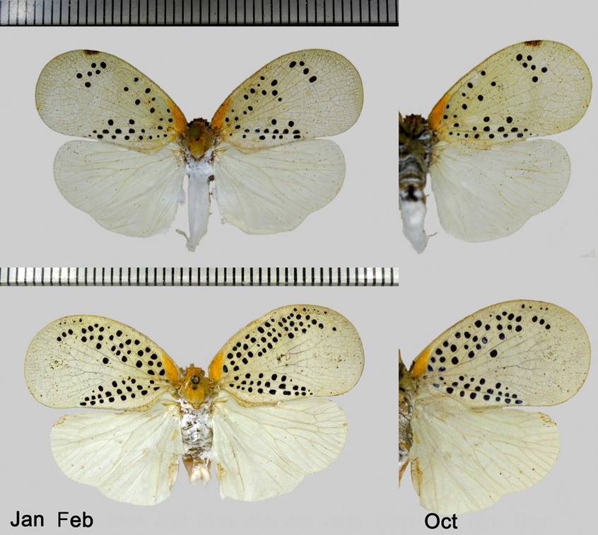 Poekilloptera phalaenoides (Linnaeus, 1803)