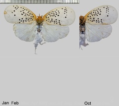 Poekilloptera phalaenoides (Linnaeus, 1803)