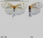 Poekilloptera phalaenoides (Linnaeus, 1803)