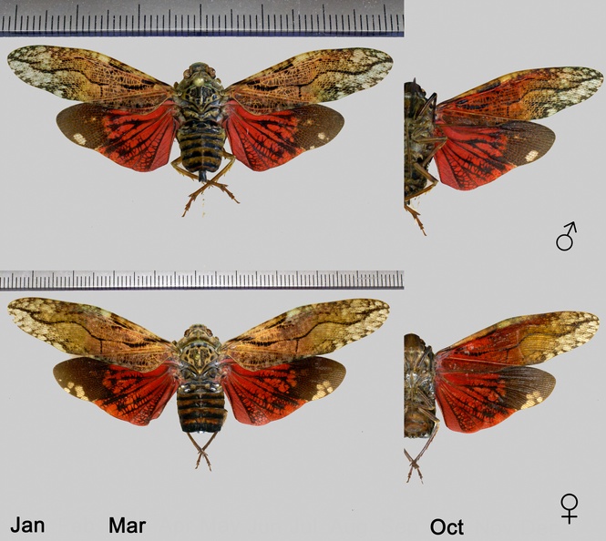 Aracynthus sanguineus (Olivier, 1791).jpg