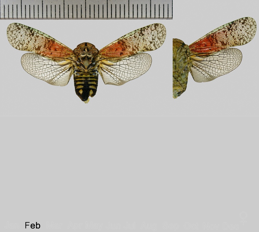 Calyptoproctus stigma (Fabricius, 1803)