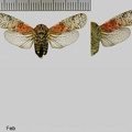 Calyptoproctus stigma (Fabricius, 1803)