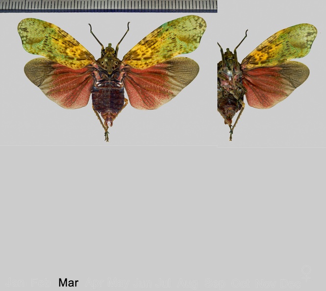Enchophora maculata O'Brien, 1988