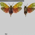 Enchophora maculata O'Brien, 1988