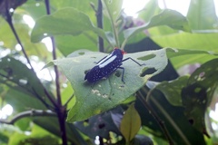 Lystra lanata (Linnaeus, 1758)