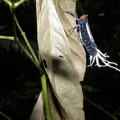 Lystra lanata (Linnaeus, 1758)