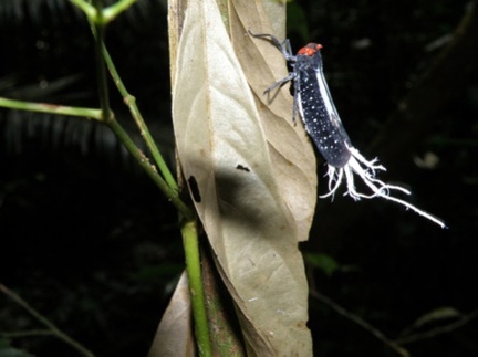 Lystra lanata (Linnaeus, 1758)