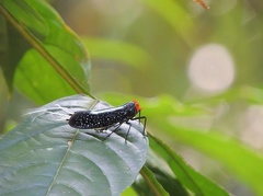 Lystra lanata (Linnaeus, 1758)