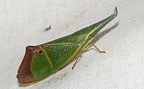 Odontoptera carrenoi Signoret, 1849