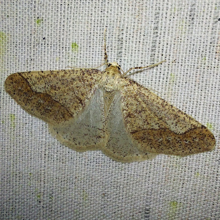 Phigaliohybernia marginaria (Fabricius, 1777)