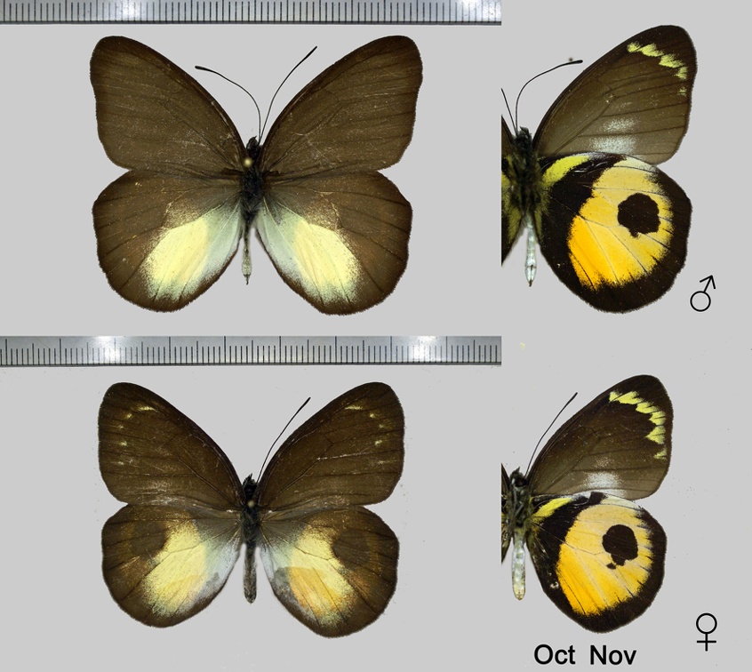 Delias albertisi albertisi (Oberthür, 1880)