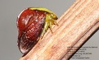 1-Membracidae de Guyane à identifier ou en cours de description