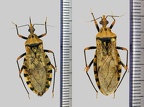 Panstrongylus geniculatus (Latreille, 1811)