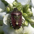 Dolycoris baccarum (Linnaeus, 1758)