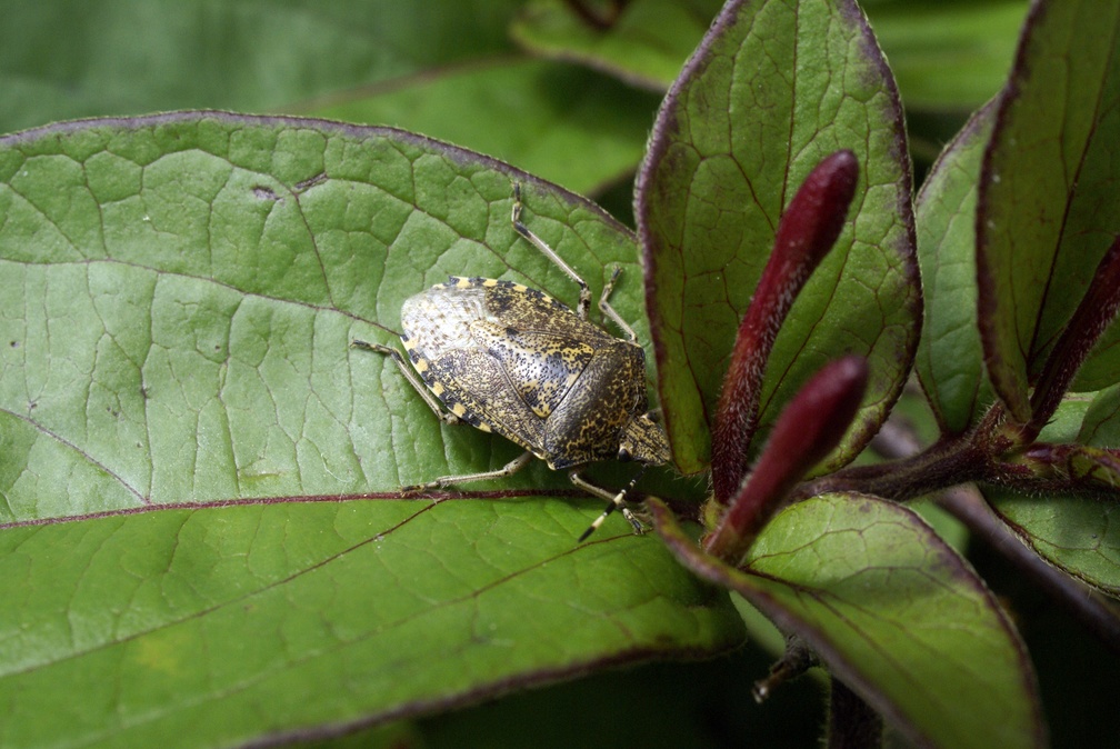 Rhaphigaster nebulosa (Poda, 1761)