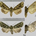 Dryobotodes eremita (Fabricius, 1775)