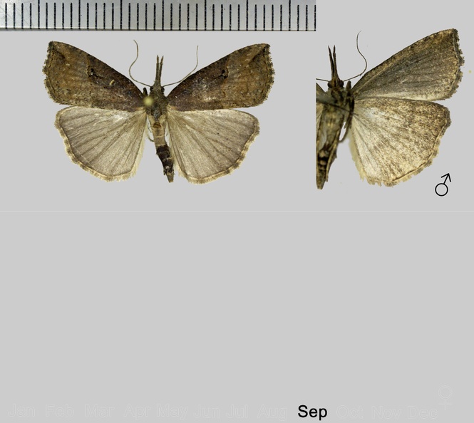 Hypena rostralis (Linnaeus, 1758)