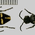 Traumatomutilla indica (Linnaeus, 1758)