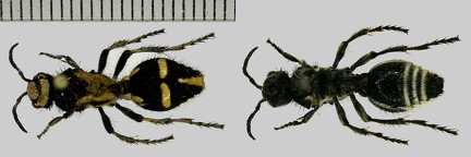 Traumatomutilla indica (Linnaeus, 1758)