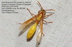 1-Hyménoptères de Guyane à identifier ou en cours de description