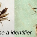 <!--hidden-->Hyménoptères-GF-A-identifier