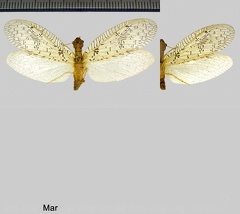 Chloronia hieroglyphica (Rambur, 1842)