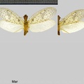 Chloronia hieroglyphica (Rambur, 1842)