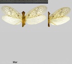 Corydalidae