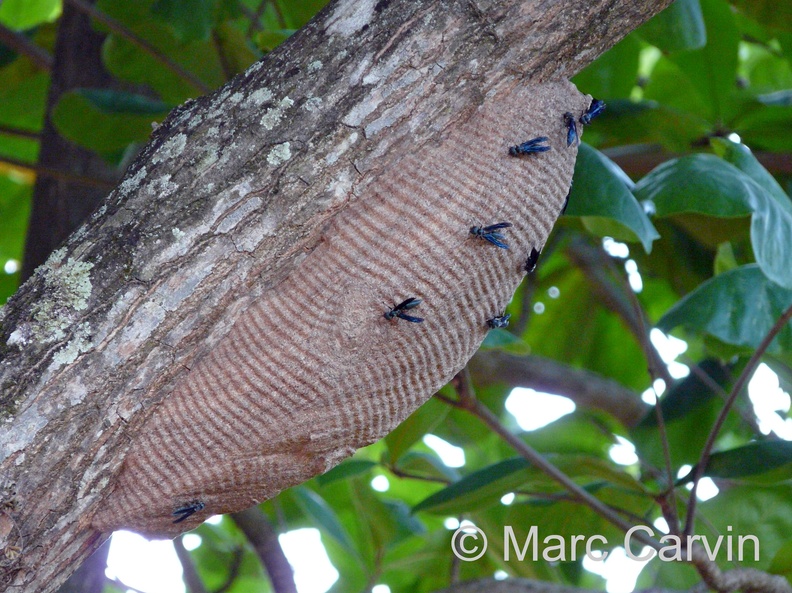 Synoeca surinama (Linnaeus, 1767)