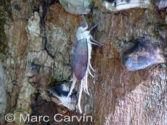 Pterodictya reticularis (Olivier, 1791)