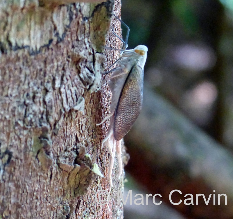 Pterodictya reticularis (Olivier, 1791)