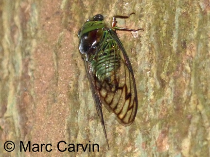 Fidicinoides pseudethelae Boulard & Martinelli, 1996